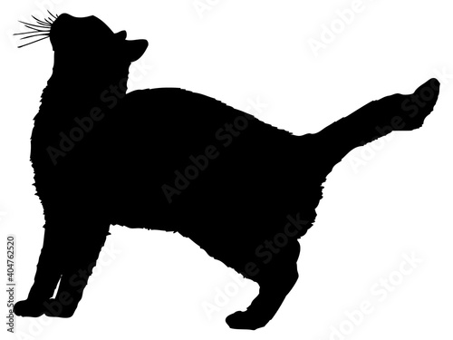 何かを見上げる猫のシルエット