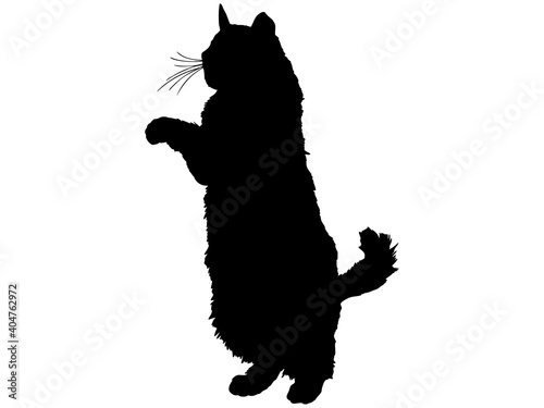 後ろ足で立ち上がる猫のシルエット