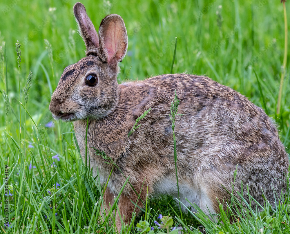 rabbit rabbit