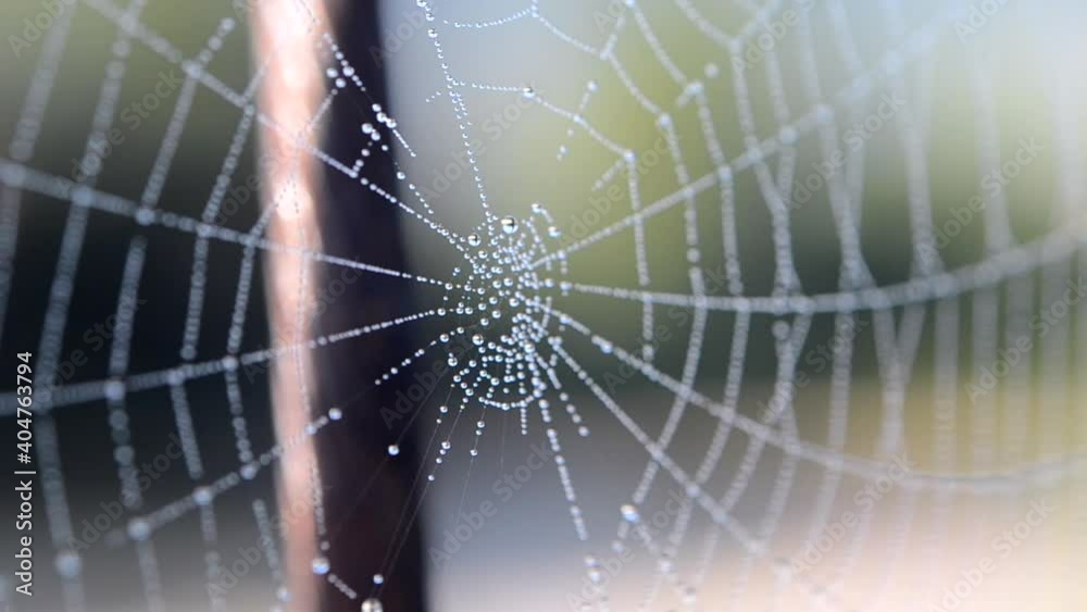 Spiderweb covered morning dew on summer morning close up Spiderweb covered morning dew on summer morning close up
