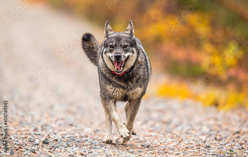 Elkhound outdoor during the hunting season photo