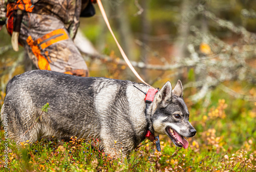 Elkhound outdoor during the hunting season