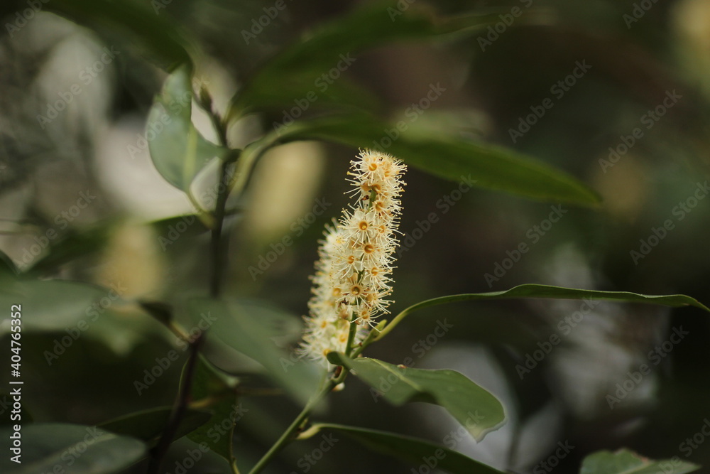 Wild black cherry flowers, small yellow flowers Wild black cherry flowers, small yellow flowers