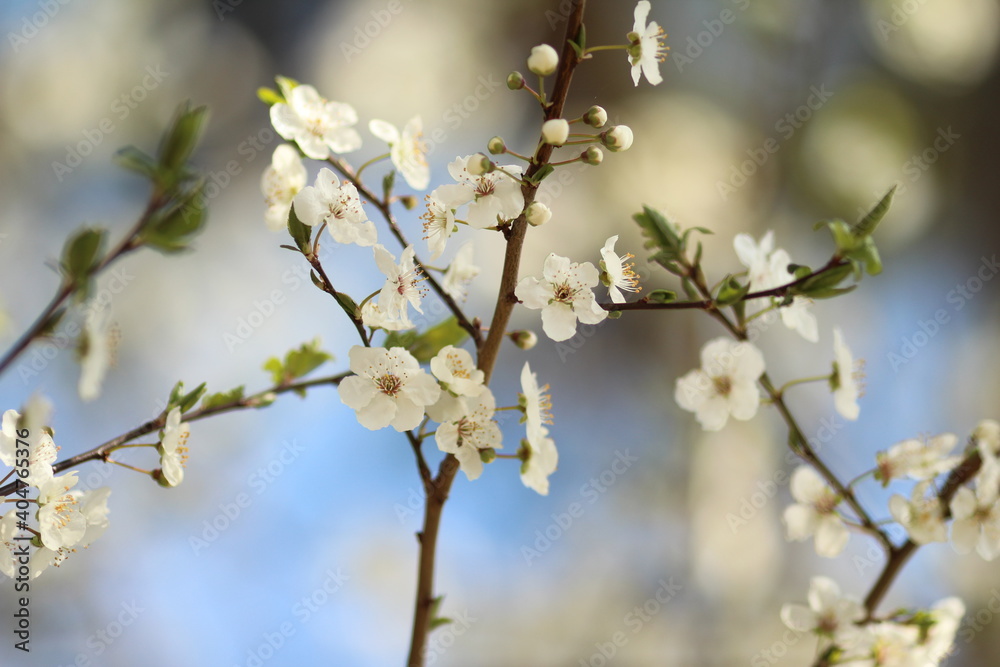 Spring plum flowers on a blue clear sky background Spring plum flowers on a blue clear sky background
