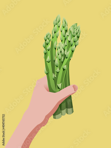 A bunch of fresh green asparagus held by a female hand on a on yellow background- isolated vector illustration