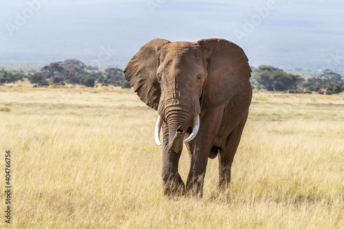 African bull elephant walks through the lush grass of Amboseli National Park  Kenya. 