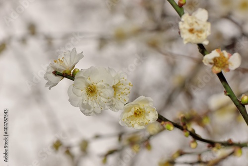 Plum blossoms blooming in winter.