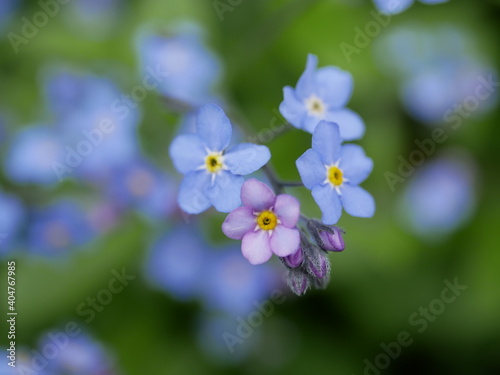 Small blue flowers of forget-me-not on the background of green grass in a meadow in the spring forest. Alpine forget-me-not during the day in natural conditions.