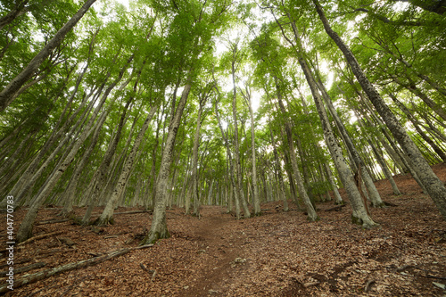 wide angle view of the forest with white pillars of trees (ID: 404770783)