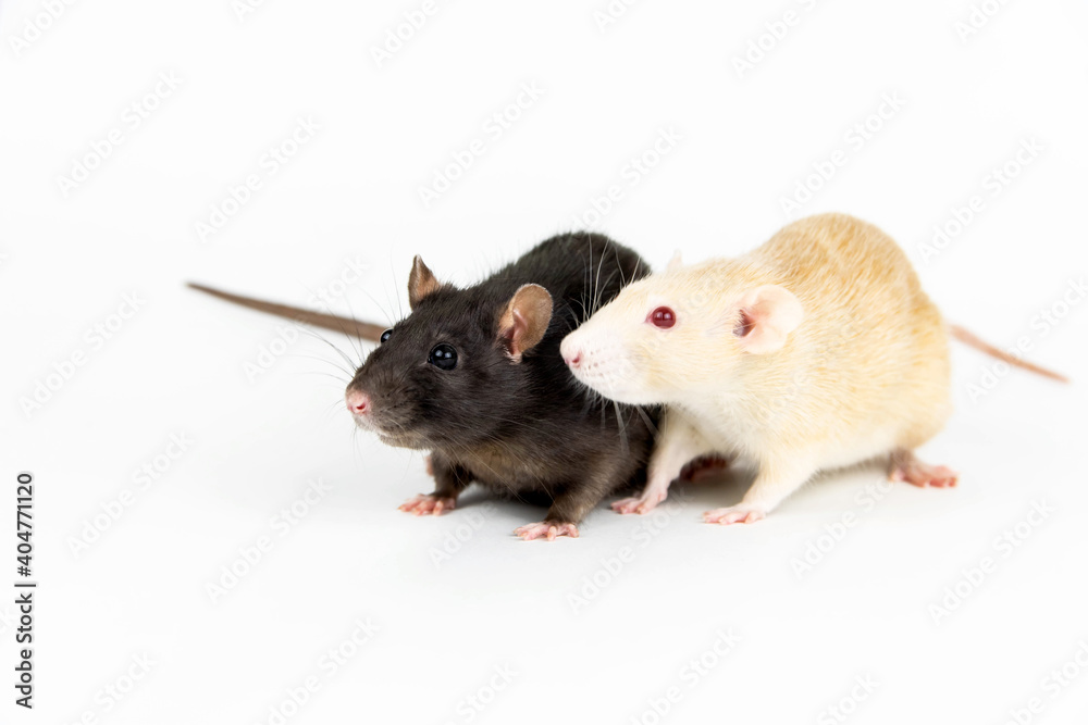 Two rats of white and dark color on a white background. Two rats of white and dark color on a white background.