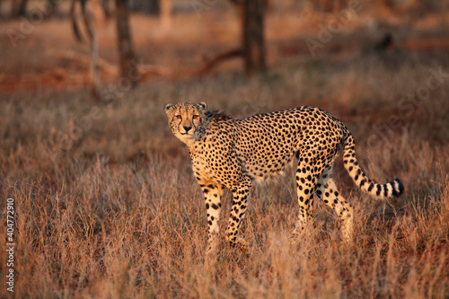 The cheetah (Acinonyx jubatus) walking through the grass at sunset among the trees. A large male cheetah while checking territory in the late orange evening light. Cheetah with a strange grin.