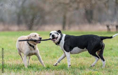 Two dogs playing with a stick in the park