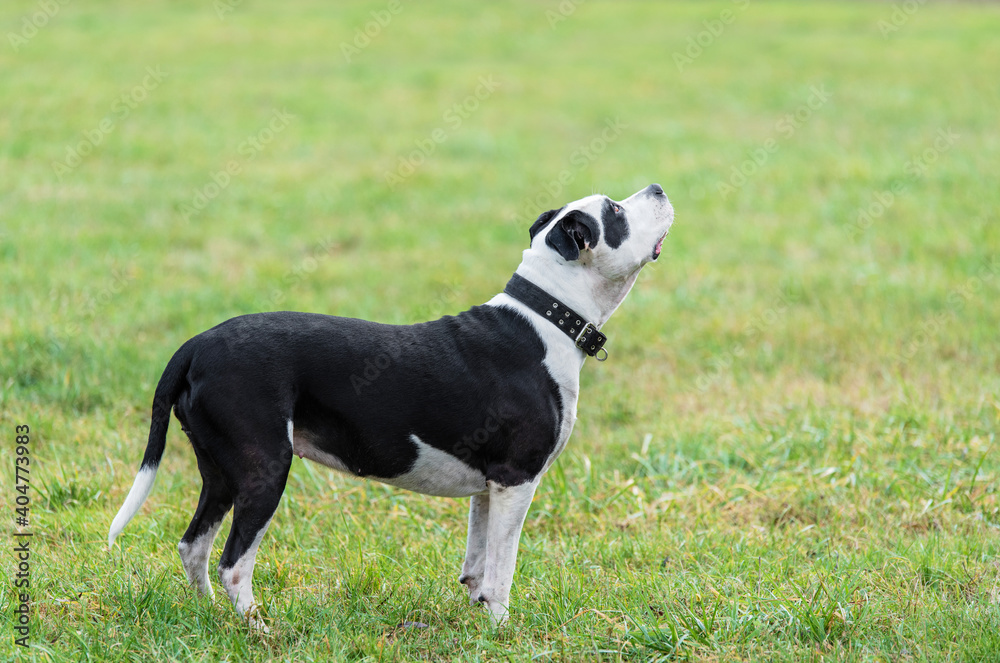 Beautiful American Pitbull terrier in the park