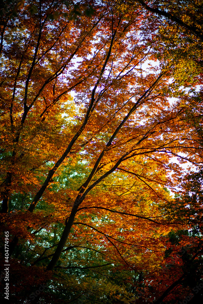 都内の紅葉