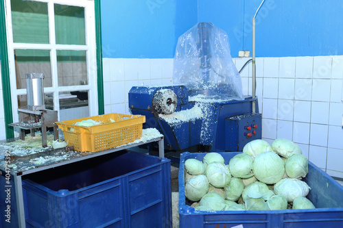 mechanical shredding of cabbage in a production workshop