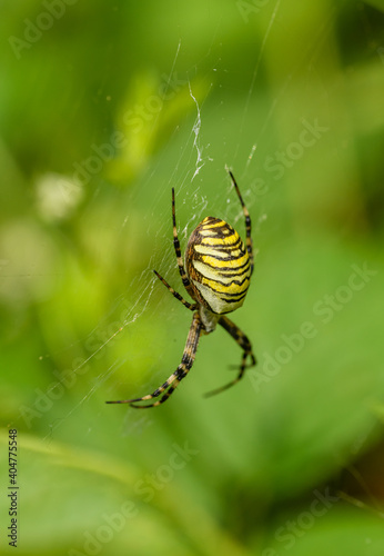 wasp spider (Argiope bruennichi) on a web