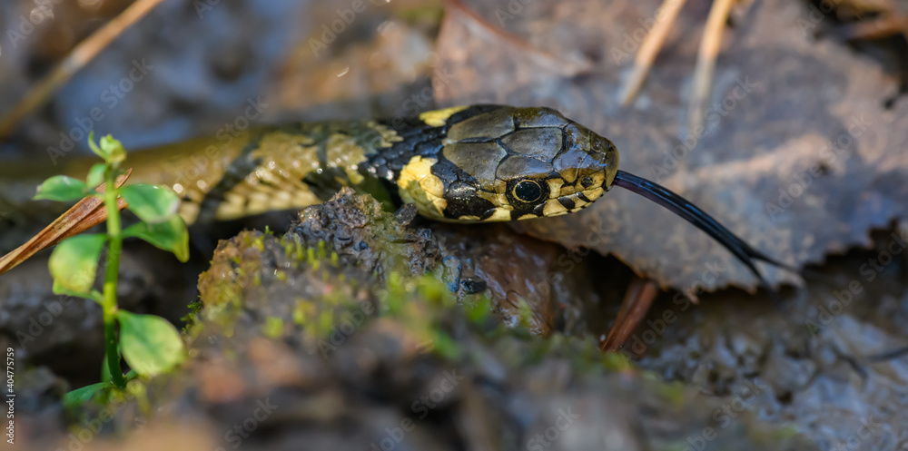 grass snake (Natrix natrix) also called ringed or water snake head