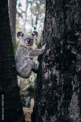 Wild cute hanging koala portrait