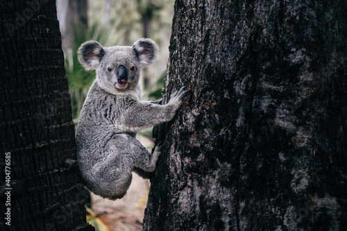 Wild cute hanging koala portrait photo