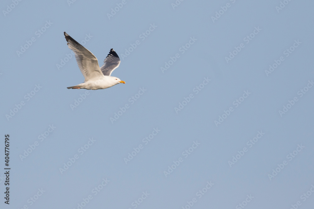 Vegameeuw, Vega Gull (Mongolian), Larus vegae mongolicus Vegameeuw, Vega Gull (Mongolian), Larus vegae mongolicus