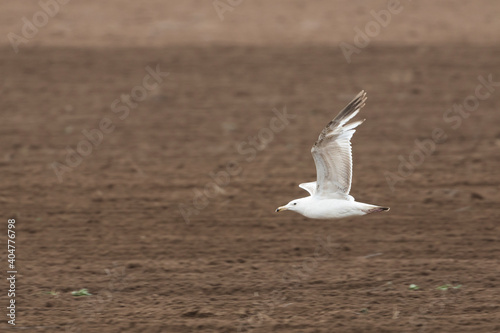 Vegameeuw, Vega Gull (Mongolian), Larus vegae mongolicus photo