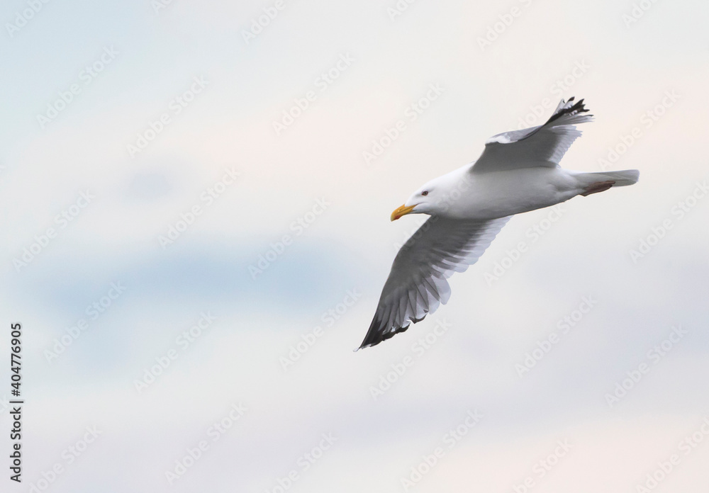 Vegameeuw, Vega Gull (Mongolian), Larus vegae mongolicus Vegameeuw, Vega Gull (Mongolian), Larus vegae mongolicus