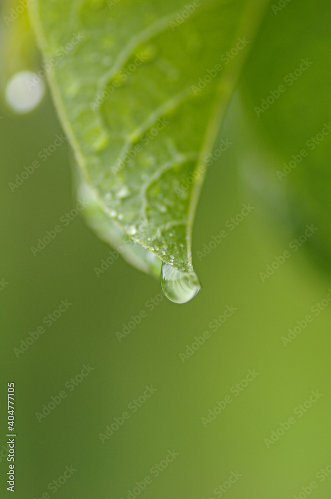 水滴のついた葉 水滴のついた葉