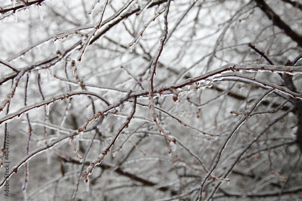 Beautiful ice-covered tree branches close-up after freezing rain on a winter day Beautiful ice-covered tree branches close-up after freezing rain on a winter day