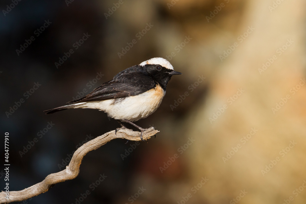 Cyprustapuit, Cyprus Wheatear, Oenanthe cypriaca