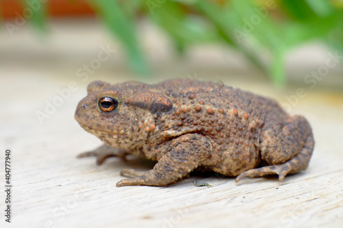 Common Frog  Rana Temporaria  on wooden floor against a background of leaves . High quality photo