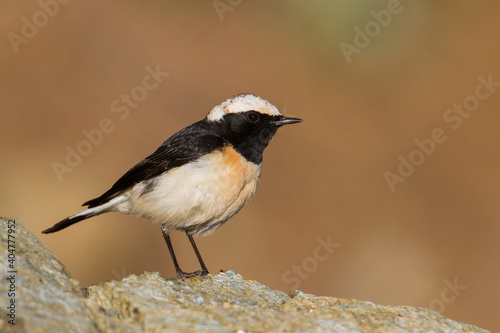 Cyprustapuit, Cyprus Wheatear, Oenanthe cypriaca