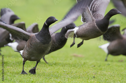 Rotgans, Dark-bellied Brent Goose, Branta bernicla bernicla photo