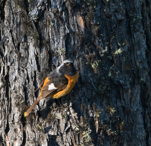 Spiegelroodstaart, Daurian Redstart, Phoenicurus auroreus photo