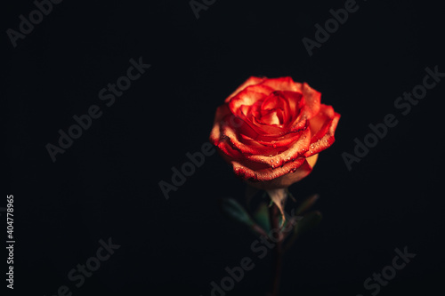 Beautiful fresh rose of red color on a black background. Place for text. Photo for a greeting card