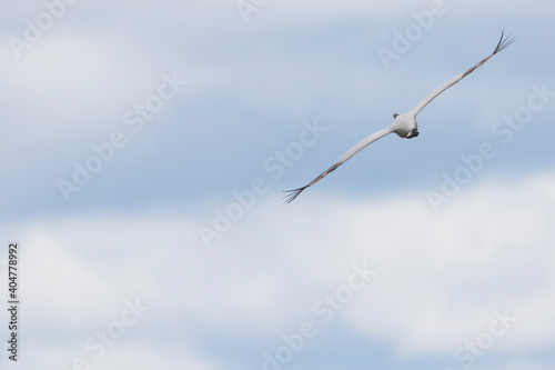 Jufferkraanvogel, Demoiselle Crane, Anthropoides virgo