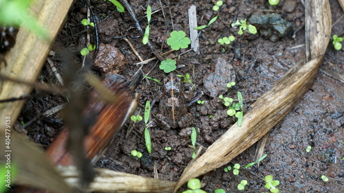 a frog on the hiking trail between Cha de Mato de Corda and Xoxo, on the island Santo Antao, Cabo Verde, in the month of December photo