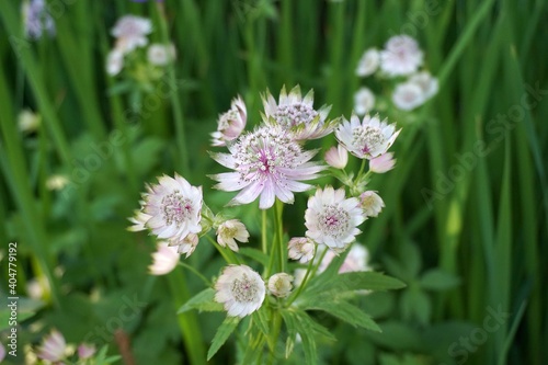 Beautiful and delicate Astrantia major flowers close up. Common name Great Masterwort.