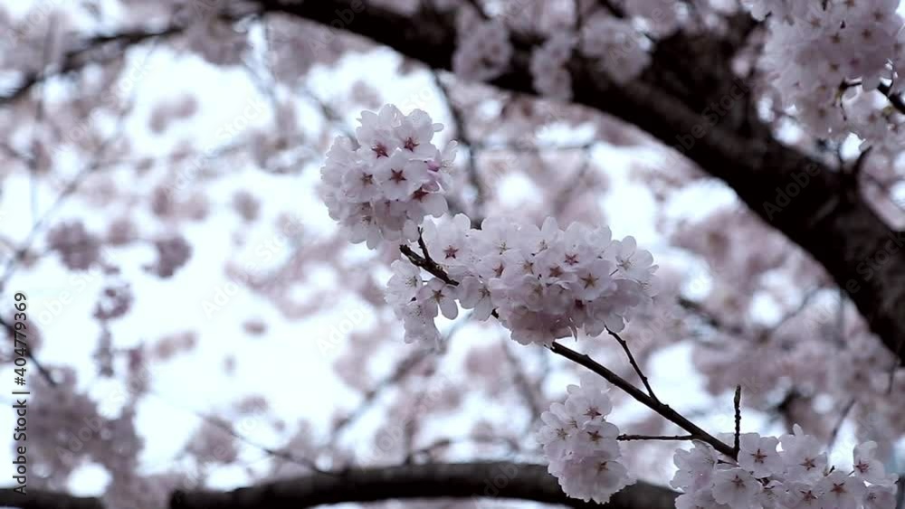Pink cherry flowers blooming in springtime swing in the wind. Pink cherry flowers blooming in springtime swing in the wind.