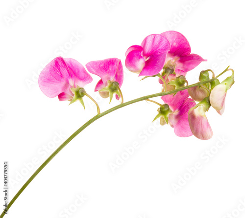 Pink lathyrus twig