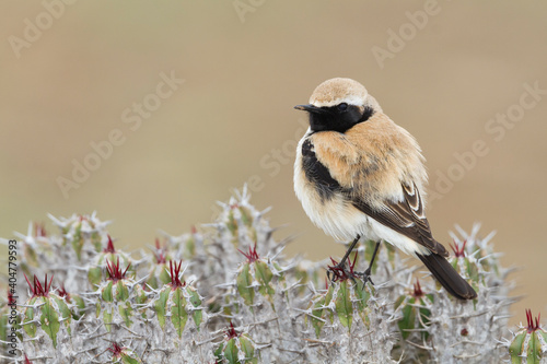 Woestijntapuit, Desert Wheatear, Oenanthe deserti homochroa photo