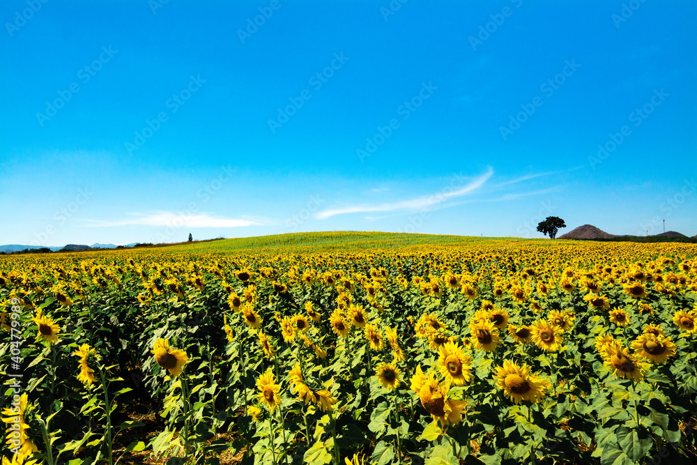 field of blooming sunflowers on the mountain with cloudy blue sky field of blooming sunflowers on the mountain with cloudy blue sky