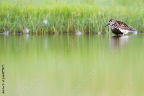 Bonte Strandloper, Dunlin, Calidris alpina photo