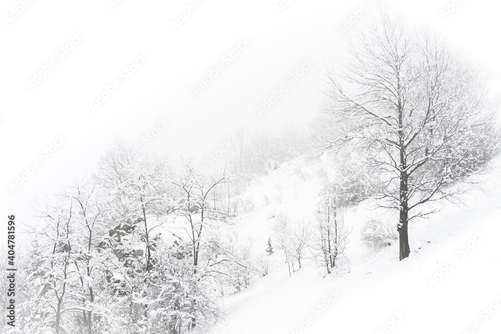 Fototapeta premium Mountain winter snow landscape trees trees and bushed on the hill in the fog. White picture with copy space. High quality photo