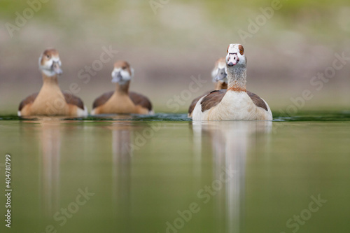 Nijlgans, Egyptian Goose, Alopochen aegyptiaca photo