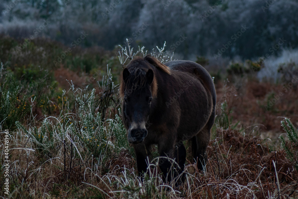 Fototapeta premium A beautiful Wild Exmoor pony standing among the frosty and snowy brush of Exmoor National Park at Haddon Hill, Devon, UK