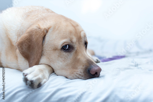 Un dulce perro labrador descansando en la cama 
