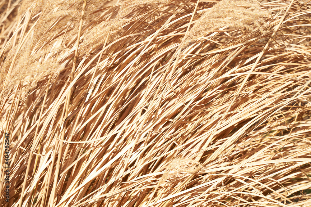 Long dry Yellow Golden Grass texture background. High quality photo Long dry Yellow Golden Grass texture background. High quality photo