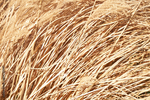 Long dry Yellow Golden Grass texture background. High quality photo