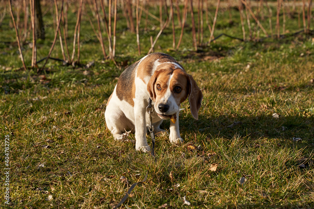 Beagle dog eating something on the grass in sunny day. High quality photo