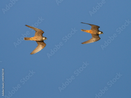 Eleonora's Valk, Eleonora's Falcon, Falco eleonorae photo